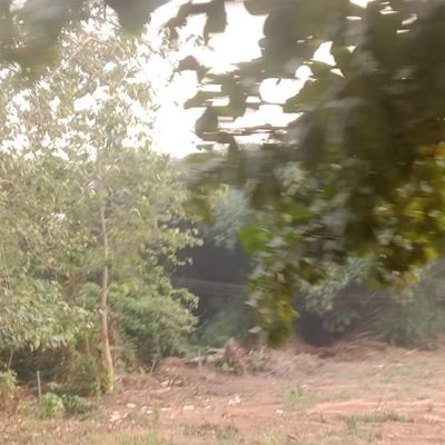 IslamiyyahOtun's profile picture. 