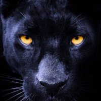 MHS Lady Panthers Basketball (@mhslphoops) 's Twitter Profile Photo