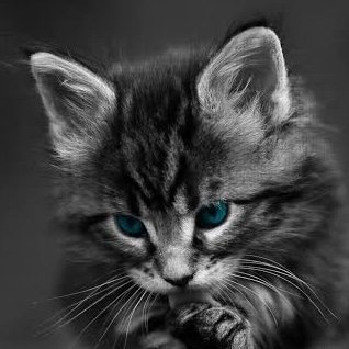 ༒ライブハウスにいる猫 🥁⁽⁽ค^ට ‧̫ ට^♪₊˚⊹❤︎︎´-
▶︎Music gives a soul to the universe,wings to the mind,fright to the imagination and life to everything.