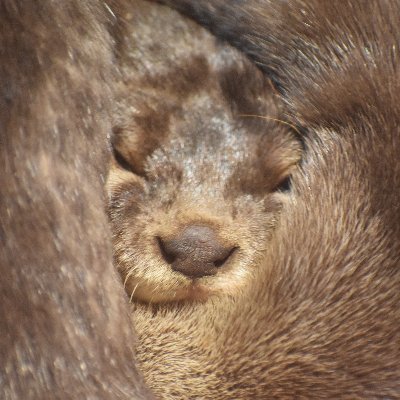 おさかな館では、日本一の清流・四万十川をはじめとする淡水に棲む魚たちを中心に、川の不思議や魅力を楽しく紹介しています。可愛いペンギンやカワウソも待ってるよ！ 愛媛県北宇和郡松野町延野々1510-1 開館時間 10:00〜17:00 年中無休(1/1年頭休日は除く)