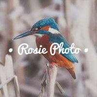 Rosie Simpson 🐦(@rosieanna2912) 's Twitter Profile Photo