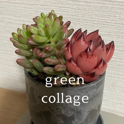 コラージュが趣味です🥰よろしくお願いします🌱作品の作業動画をYouTubeに投稿しています☺️✨Instagram/green_0888_