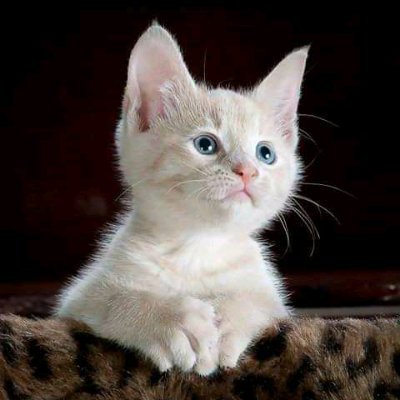 MdRib88517's profile picture. 