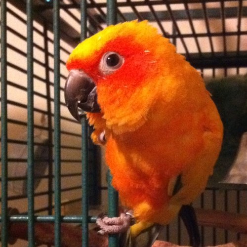 Find us on eBay! Bird toys, perches bird toy parts, sanblasted manzanita parrot tree stands
