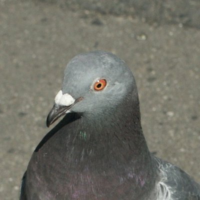 濡れたものが好き　濡らすまいと必死に頑張る姿を見るのはもっと好き
冷凍されたため再解凍しました