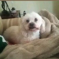 Emanuel Gutkowski (@emanuelg67097) 's Twitter Profile