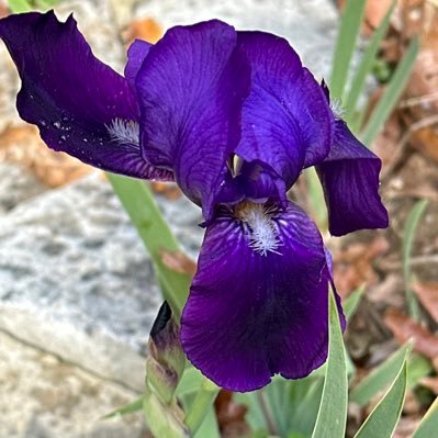 7th generation Tennessean, student of the forest, mycophile, forager. Dentist for over 30 years and budding historical fiction writer.