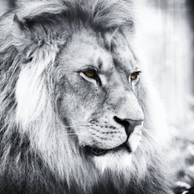 GOZLAN12962071's profile picture. Prête ...