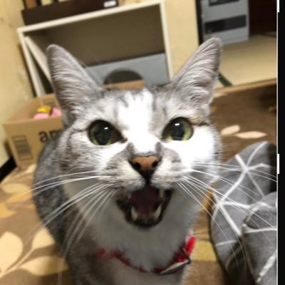 こんにちは。好奇心旺盛な60代Twitter初心者です🔰 お猫様と家族になって40年。辛い経験もしましたが、現在保護猫らん様・ベンガル黒ヤマト君他３名と楽しい日々。SF映画・海外ドラマ好き。となりのトトロ・名探偵コナン・夏目友人帳・ポケgo大ファン。無言フォロー失礼します🙏よろしくお願い致します。