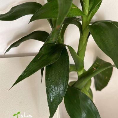 اللهم صلي وسلم على نبينا محمد 🖇️🌱 Amon Ail. لولا مرارة القهوة لما استمتعنا بلذة الحلوى☕️ هكذا هيّا الحياة .مجرد يوميات بسيطة وتغريدات أحببت أن أشارككم بها 🖤