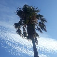 Desiree Quitzon (@dquitzon35304) 's Twitter Profile