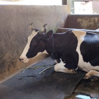 Ngangon_sapi (@rame_lanjut) 's Twitter Profile