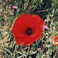Lady S Sprout (@herdwick_gal) 's Twitter Profile