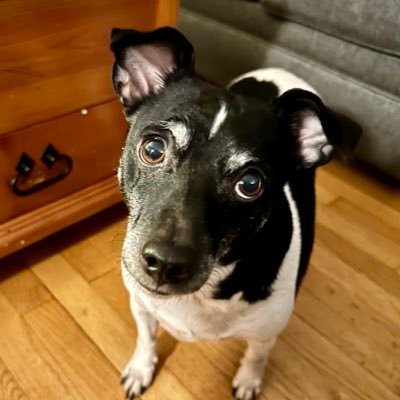 ENG1375's profile picture. How anyone *still* thinks Trump is a good idea is beyond me. The spineless GOP will destroy this country in 4 years or less. #ETTD and the USA is on deck.