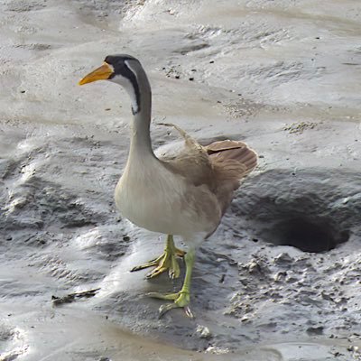 🍑🍑🍑🍑🧡🧡🧡pilot, birder especially Fylde & world (4391 species ), Blackpool season ticket holder