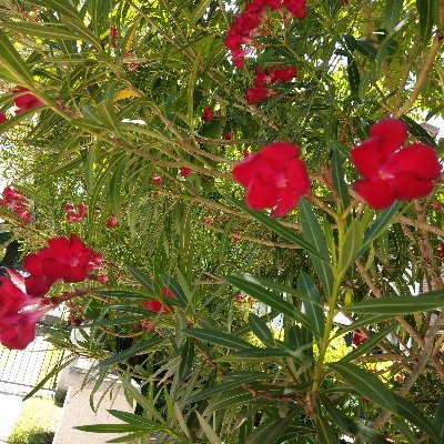 slmolena1's profile picture. 