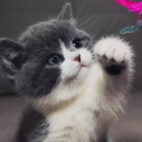 Kumar Kumar (@anilsin44165012) Twitter profile photo