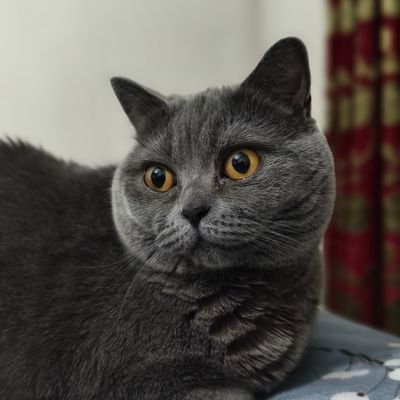 Harold_Pさんのプロフィール画像