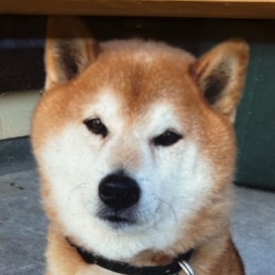 あ、いや、スマホ新しくしたらログイン出来なくなっちゃったんでこっちに引っ越しました。ご縁がありましたらまたひとつ宜しくお願いします。アイコンのワンちゃんは以前と同じ子です🐶令和3年11月18日に虹の橋を渡りました😢17歳2ヶ月の大往生でした😊