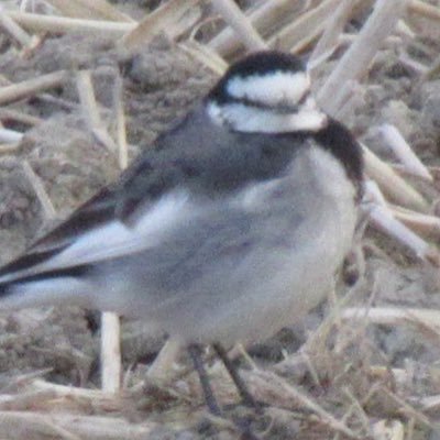 デグー飼ってます/鳥好き