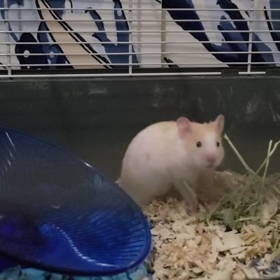 hiimandrei_'s profile picture. 