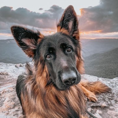 A huge welcome to our #germanshepherd Community
🥰🥰You want to see special dog videos ❤️Follow our page👉@gsd_lovers_2024🐕
🐕Daily upload cute dog videos ❤️😊