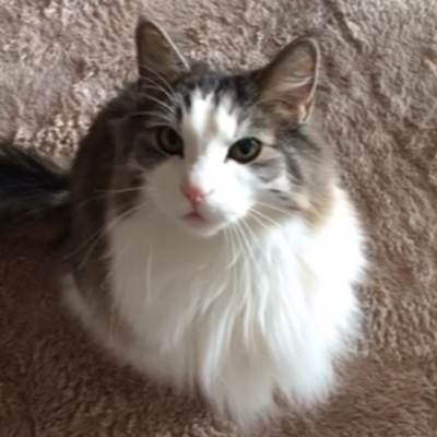 manaty_p53's profile picture. 