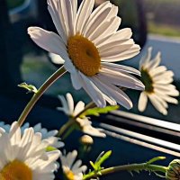 Gül 🌹 (@gulsenkarabayir) Twitter profile photo