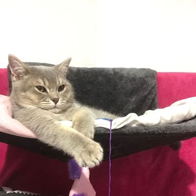 lololada's profile picture. Z. Pas de message privé