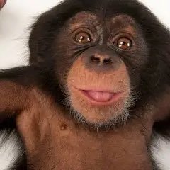 they / she #bastard I love monkey