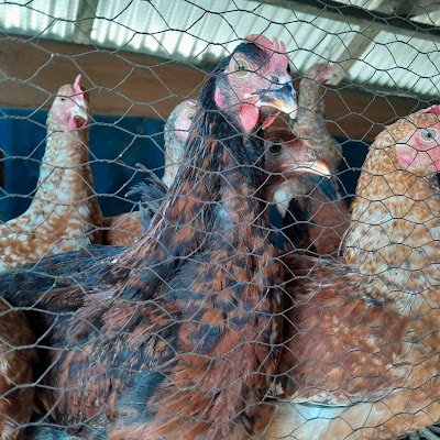 kingpriest18833's profile picture. 