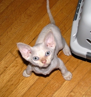 2fanC4u's profile picture. 