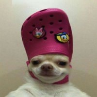 I like turtles 🐢 Mercedes lover ❤️ The one and only crocdog 🐶 Ordinals and Boos maxi, professional solana fudder (I’m cooked help)