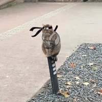 دکی (@_doci_) 's Twitter Profile