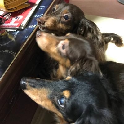 🇯🇵マサ🐶さんのプロフィール画像