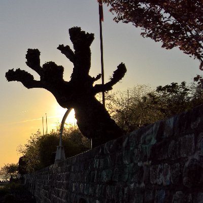 Jonathan Williams Profile