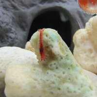 オパエウラほぼ日記 (@opaeulajp) Twitter profile photo