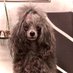 🇫🇷 ElectreFR🇮🇱🇩🇪🐩🐩🐩🐩 (@electrefr) Twitter profile photo 🇫🇷 ElectreFR🇮🇱🇩🇪🐩🐩🐩🐩 (@electrefr) Twitter profile photo