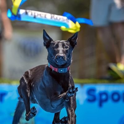 2 year old Belgian Malinois who is an AKC awarded Diving Master and member of North American Diving Dogs. I am also an AKC awarded FCAT racer. ZOOM!!