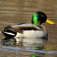 Xcremental (@rabidchupacabra) 's Twitter Profile Photo