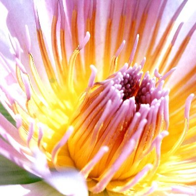 1KimOTherapy's profile picture. Aspiring naturopathic medicine doctor with an interest in chronic pain management and women's and children's health therapies.