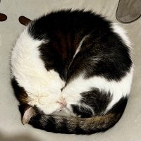 Lucy Dimbylow (she/her) (@lucywriter) 's Twitter Profile