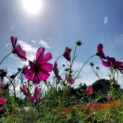 2525231atk's profile picture. 