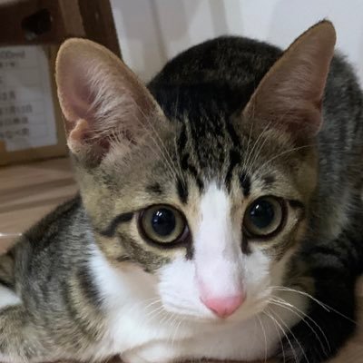 Yum_pin's profile picture. キッチンドランカー