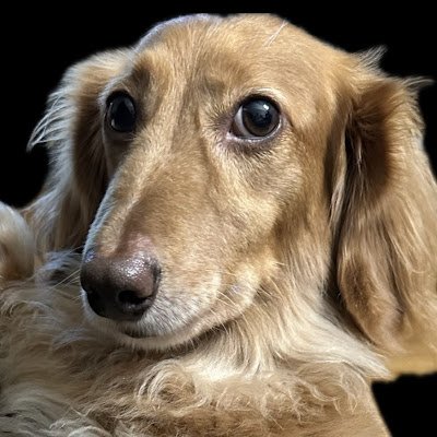 kelvinssbu's profile picture. el de oro