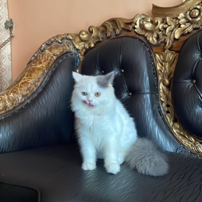 andiacihudaya's profile picture. ig: andiacihudaya