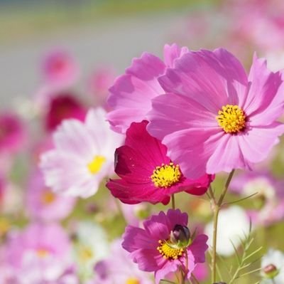 新入生募集中！インカレサークル(どこの学生でもOKなサークル)です！ 飲み🍺合宿⭐お花見🌸ディズニー🎠 納涼船花火🎆 BBQ🍖ハロパー🎃イベント企画！
2年生以上も大歓迎◎入会費無料