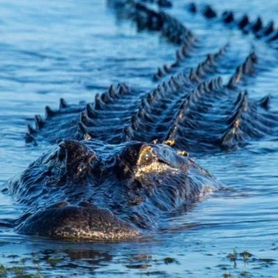 AT4Gator's profile picture. 