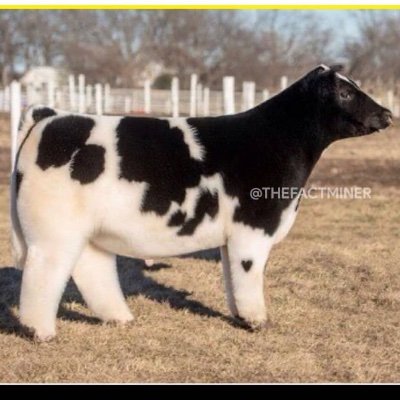 StarrySimmer's profile picture. 