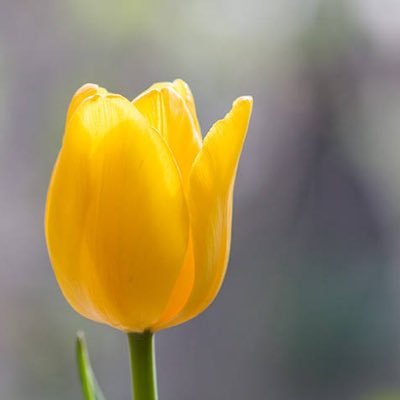 ちゅりさんのプロフィール画像